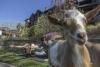 Goat Yoga at Crystal Springs Resort
