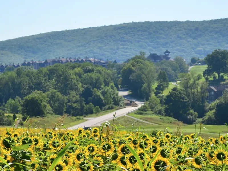 Sunflower Field at Entrance to Grand Cascades Lodge