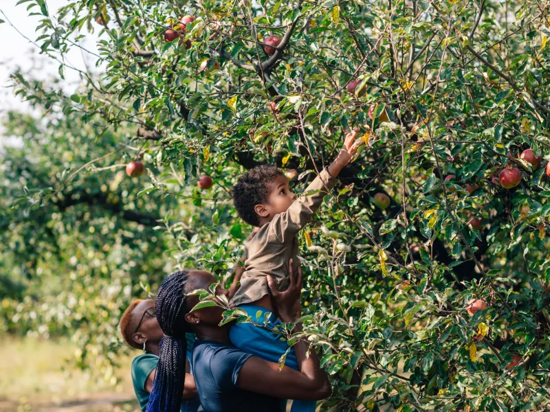 Mom lifting young son up to pick an apple