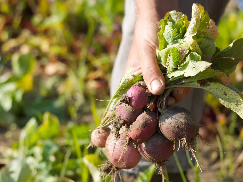 Person holding radishes. 
