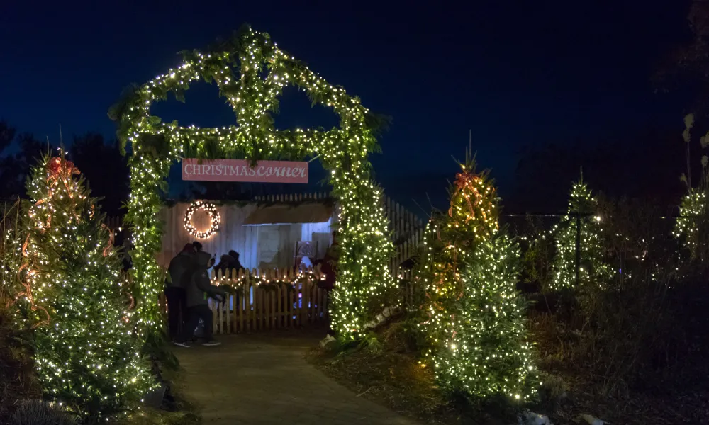 Christmas Corner entrance with Christmas trees covered in white lights.
