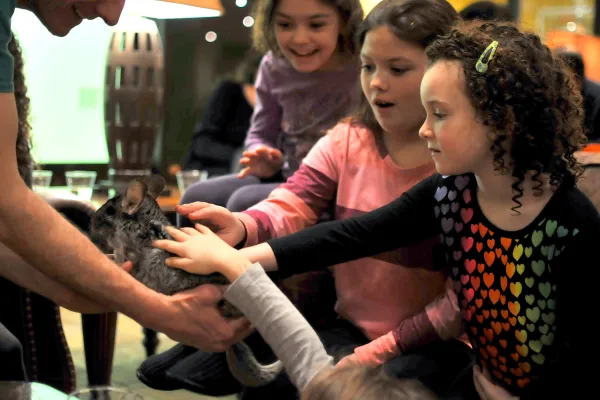Children petting a chinchilla. 